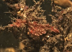 Idiotropiscis lumnitzeri