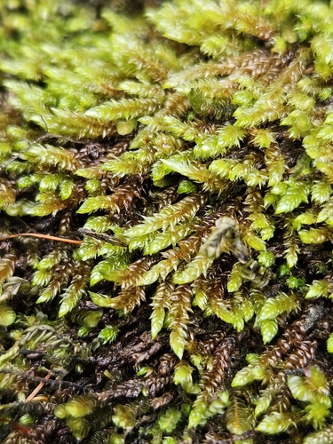 Western Brook-moss (Pseudohygrohypnum eugyrium)