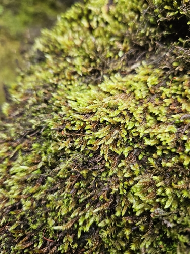 Image of Pseudohygrohypnum eugyrium by (c) Helen Waterman, some rights reserved (CC BY)