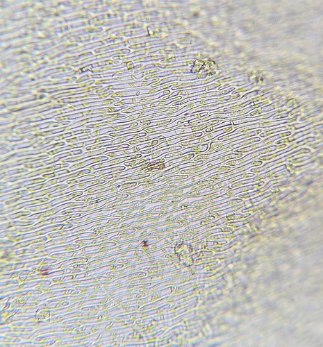 Image of Pseudohygrohypnum eugyrium by (c) Helen Waterman, some rights reserved (CC BY)