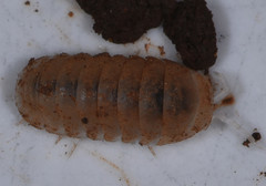 Venezillo microphthalmus