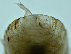 Venezillo microphthalmus