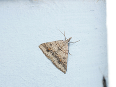 Dichromodes mesogonia