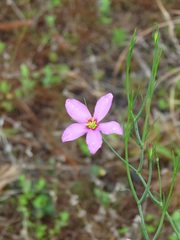 Sabatia stellaris