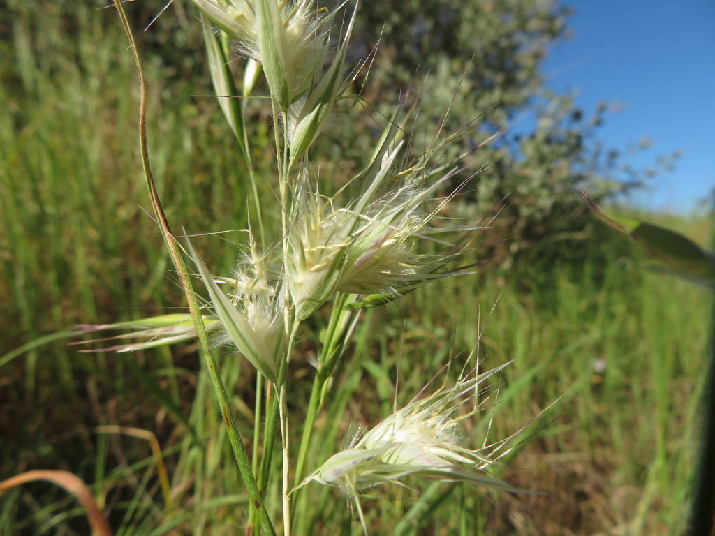 Common Wallaby-grass from Mannum SA 5238, Australia on September 24 ...