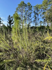 Solidago fistulosa