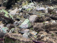 Crenichthys baileyi moapae