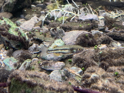 Hiko White River springfish (Crenichthys baileyi) — Goodeidae — 3