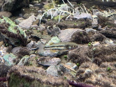 Crenichthys baileyi moapae
