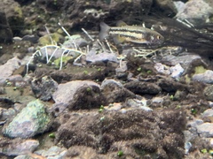 Crenichthys baileyi moapae