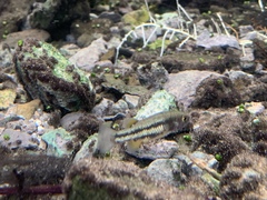 Crenichthys baileyi moapae