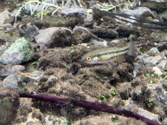 Crenichthys baileyi moapae