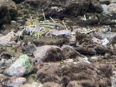 Crenichthys baileyi moapae