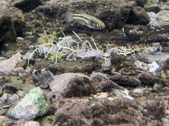 Crenichthys baileyi moapae