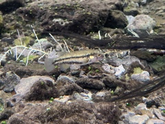 Crenichthys baileyi moapae