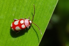 Omophoita sexnotata