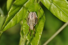 Oebalus