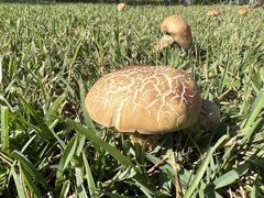Pulchroboletus rubricitrinus image