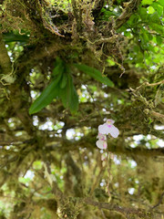 Ionopsis utricularioides