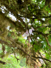 Ionopsis utricularioides