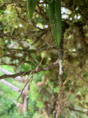 Ionopsis utricularioides