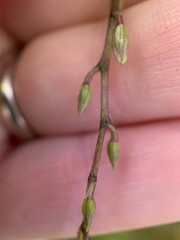 Ionopsis utricularioides