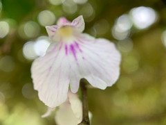 Ionopsis utricularioides