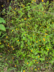Jaegeria gracilis