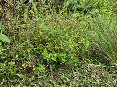 Jaegeria gracilis