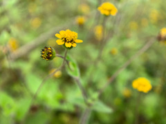 Jaegeria gracilis