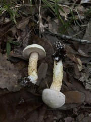 Austroboletus subflavidus image