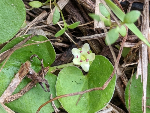 Image of Dichondra recurvata by (c) Alison Northup, some rights reserved (CC BY)