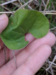 Dichondra recurvata