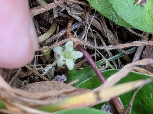 Image of Dichondra recurvata by (c) Alison Northup, some rights reserved (CC BY)