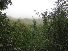 Citronella mucronata