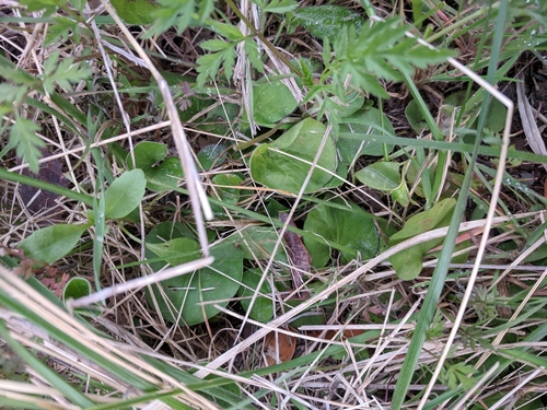 Image of Dichondra recurvata by (c) Alison Northup, some rights reserved (CC BY)