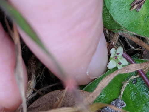 Image of Oakwoods Ponysfoot (Dichondra recurvata) by (c) Alison Northup, some rights reserved (CC BY)