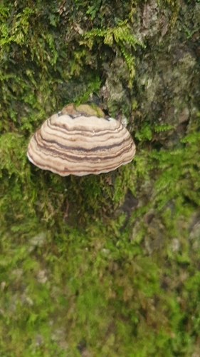 Fomes fomentarius
