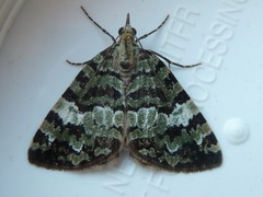 Hydriomena speciosata