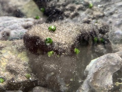 Pyrgulopsis avernalis