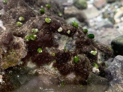 Pyrgulopsis avernalis