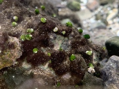 Pyrgulopsis avernalis
