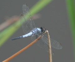 Brachydiplax sobrina