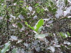 Citronella mucronata