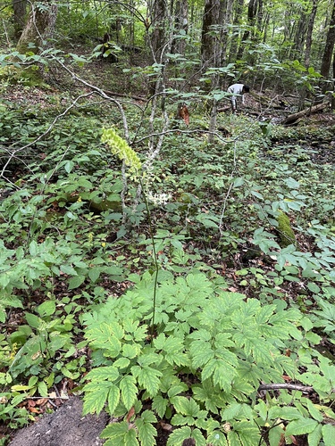 Image of Mountain Black Cohosh (Actaea podocarpa) by (c) harrier, some rights reserved (CC BY)