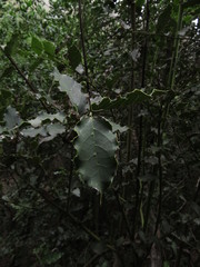 Citronella mucronata