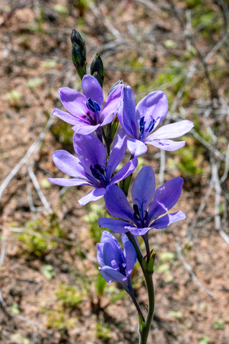 Babiana nervosa