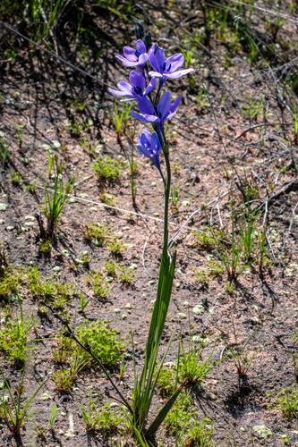 Babiana nervosa