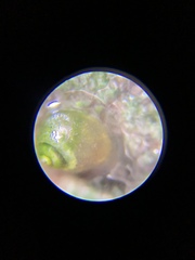 Pyrgulopsis avernalis