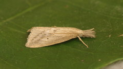 Diatraea saccharalis